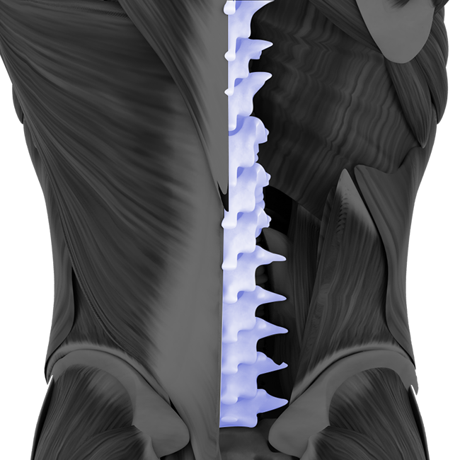 Spine