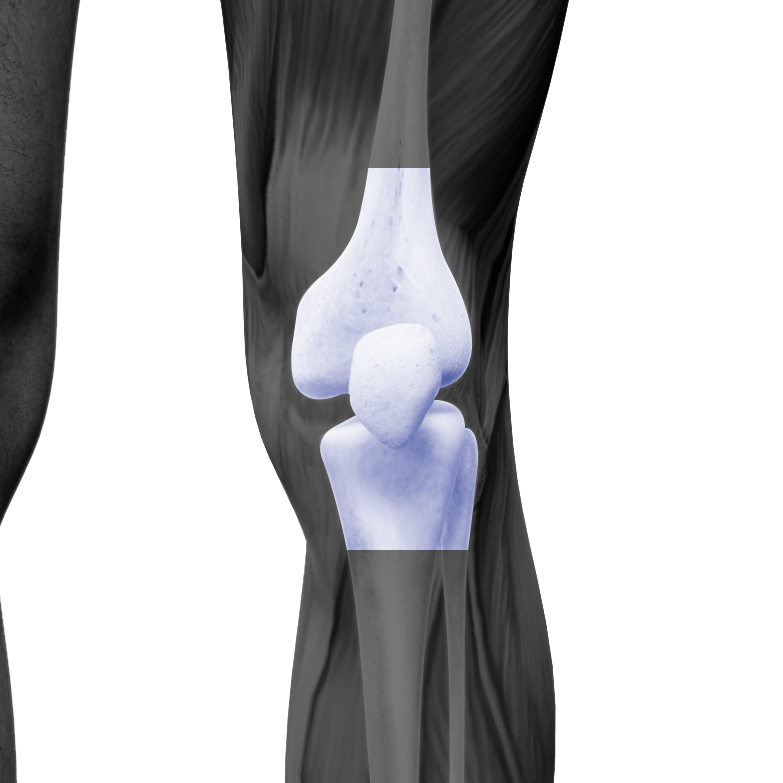 Knee